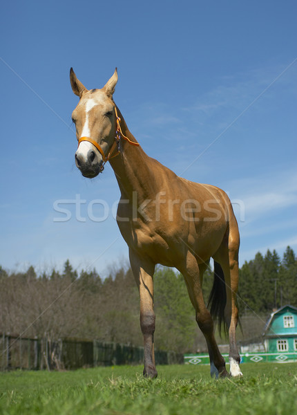 Konia niebo łące chwastów herb bestia Zdjęcia stock © cookelma