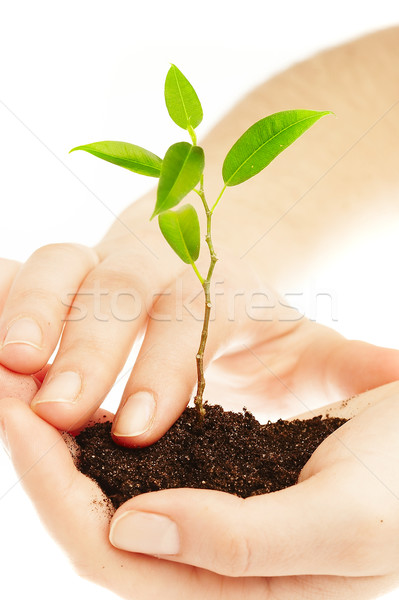 Stock photo: Human hands and young plant