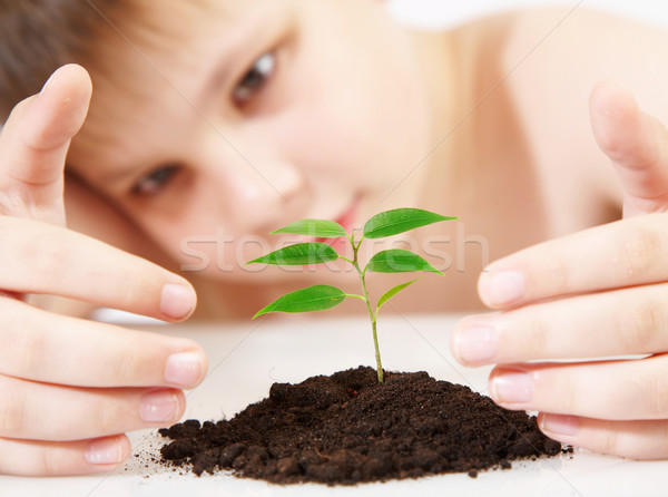 Jeunes usine concours garçon arbre enfant [[stock_photo]] © cookelma