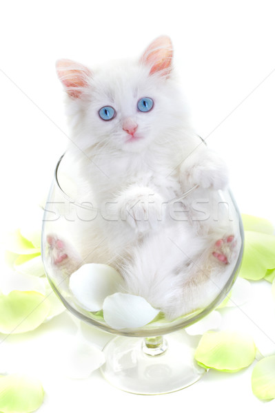 Branco gatinho vidro copo de vinho sorrir olho Foto stock © cookelma