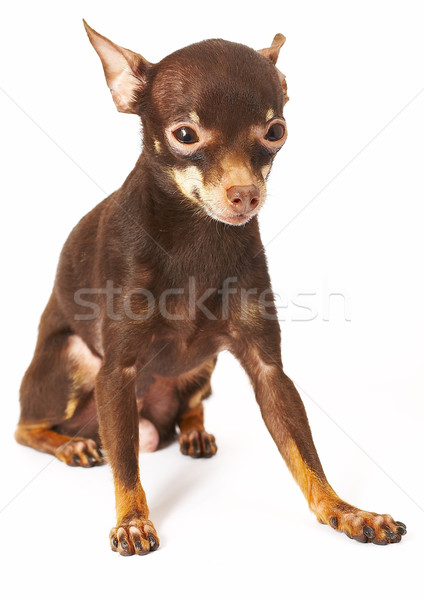 Russian toy-terrier Stock photo © cookelma