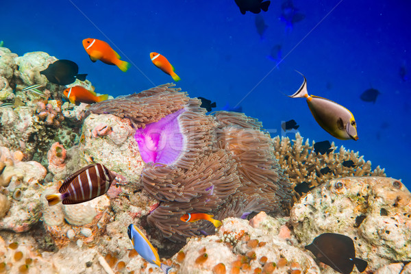 Tropicales variété soft poissons tropicaux Maldives [[stock_photo]] © cookelma