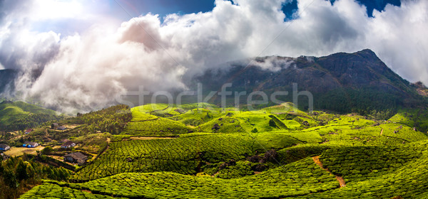 ストックフォト: 茶 · インド · 風景 · 春 · 木材 · 森林