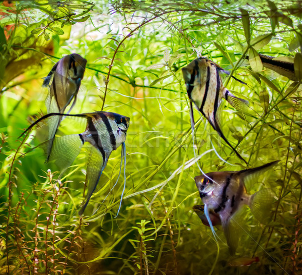 Angelfish Pterophyllum scalare Stock photo © cookelma