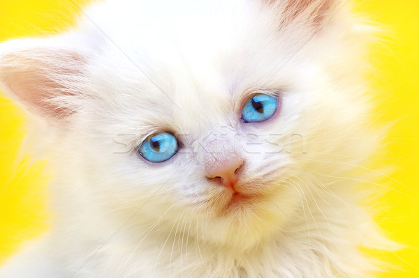 White kitten with blue eyes.  Stock photo © cookelma