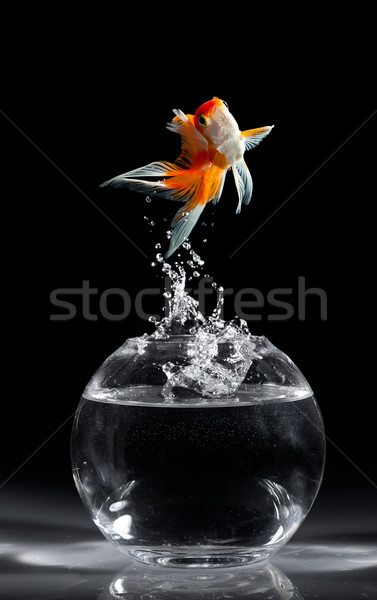 Goudvis springen aquarium donkere water vis Stockfoto © cookelma