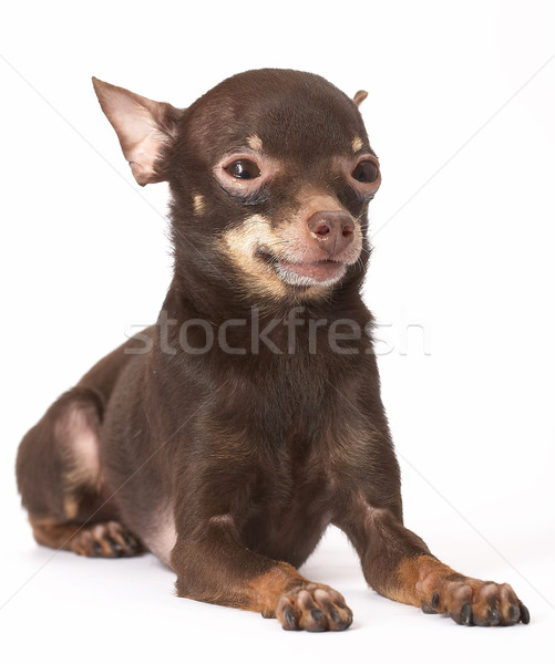 Russian toy-terrier Stock photo © cookelma