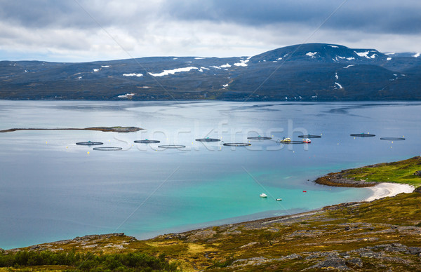 Ferme saumon pêche Norvège alimentaire mer [[stock_photo]] © cookelma