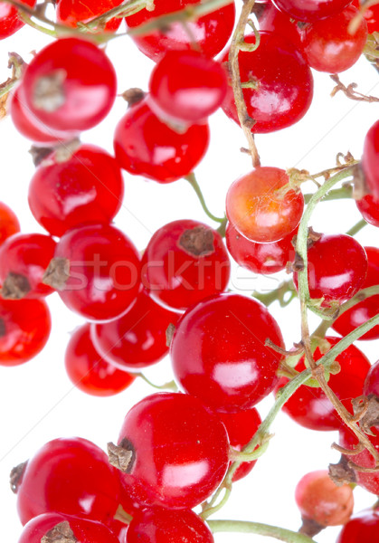 fresh currant Stock photo © cookelma