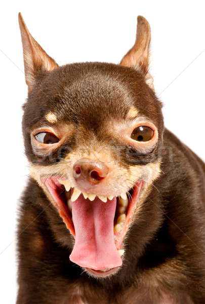 русский собака лице фон весело рот Сток-фото © cookelma