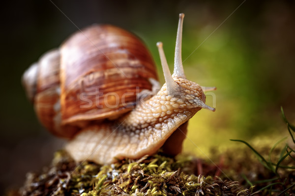 Helix pomatia also Roman snail, Burgundy snail Stock photo © cookelma