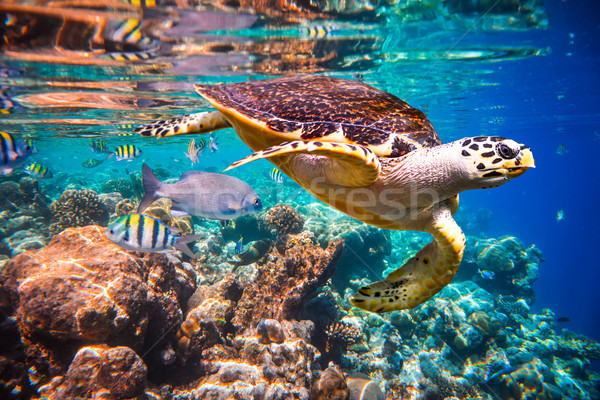 черепахи воды Мальдивы индийской океана коралловый риф Сток-фото © cookelma