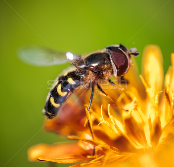 Bee collects nectar from flower crepis alpina Stock photo © cookelma