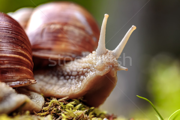 Stock photo: Helix pomatia also Roman snail, Burgundy snail