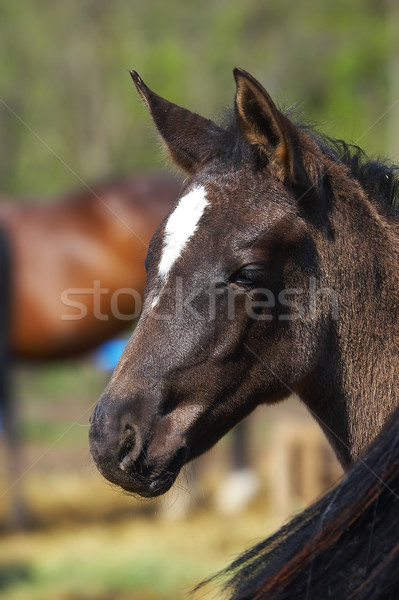 Horse Stock photo © cookelma