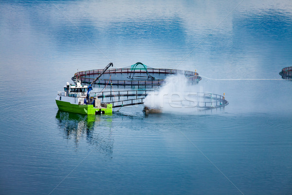 Farm salmon fishing Stock photo © cookelma