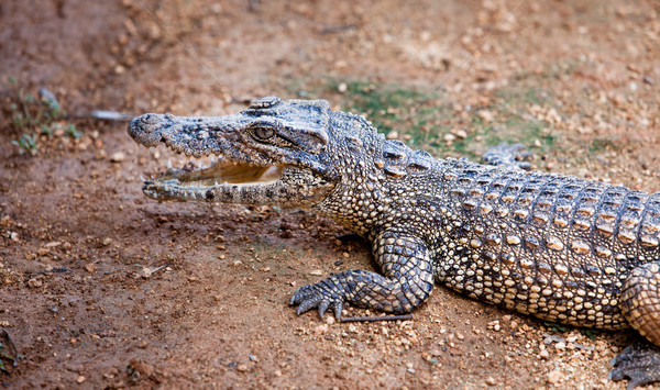 Jóvenes cocodrilo caimán buey americano naturaleza Foto stock © cookelma