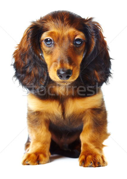 Cucciolo bassotto bianco cane animali isolato Foto d'archivio © cookelma