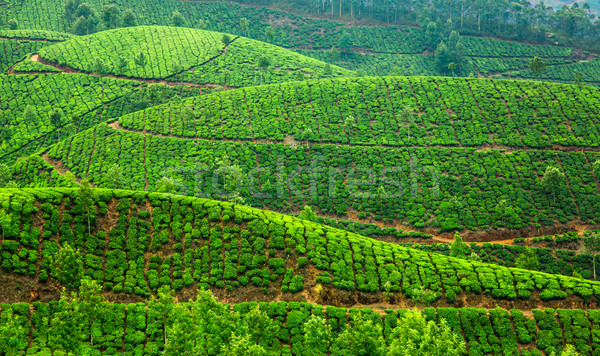 Foto stock: Chá · Índia · paisagem · primavera · madeira · floresta
