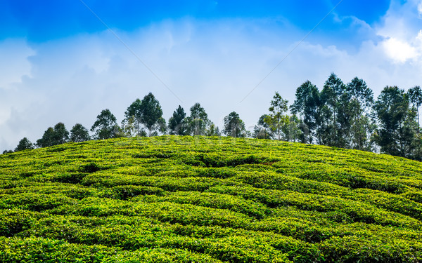 Herbaty Indie krajobraz wiosną drewna lasu Zdjęcia stock © cookelma