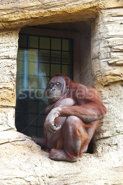 monkey Stock photo © cookelma