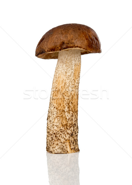 Brun cap cèpes champignons blanche alimentaire Photo stock © cookelma