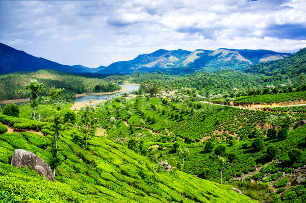 Tè India panorama primavera legno foresta Foto d'archivio © cookelma