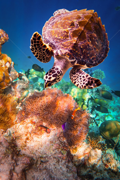 Tortuga agua Maldivas océano alerta Foto stock © cookelma