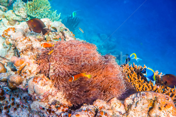 De agua salada peces Maldivas océano alerta Foto stock © cookelma