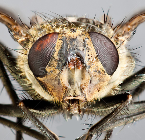 Közelkép szürke rovar szárny makró közelkép Stock fotó © cookelma