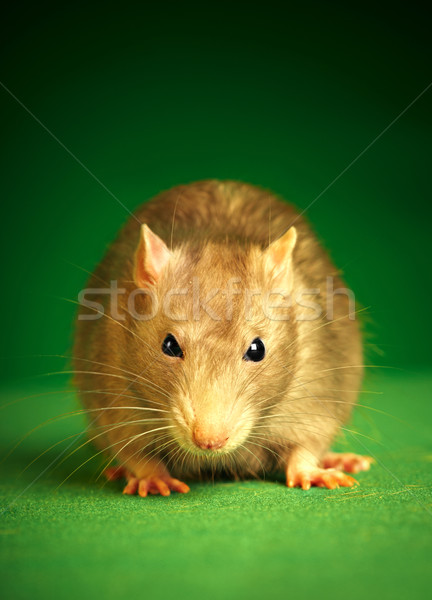 Rat groene dier huisdieren cute bruin Stockfoto © cookelma