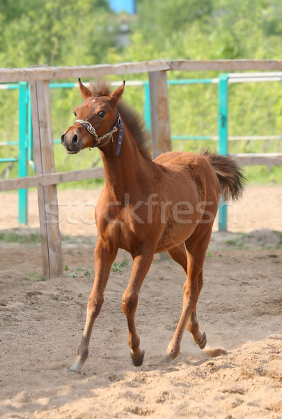 Cavallo puledro farm piccolo pony Foto d'archivio © cookelma