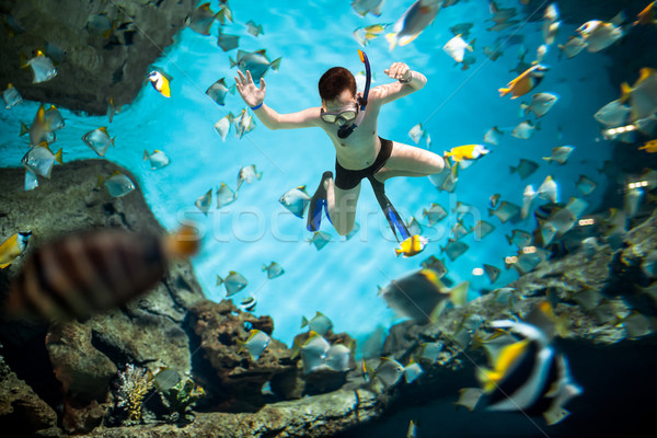 水下 跳水 大腦 珊瑚 水 魚 商業照片 © cookelma