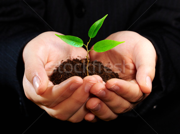 Stock photo: sprout