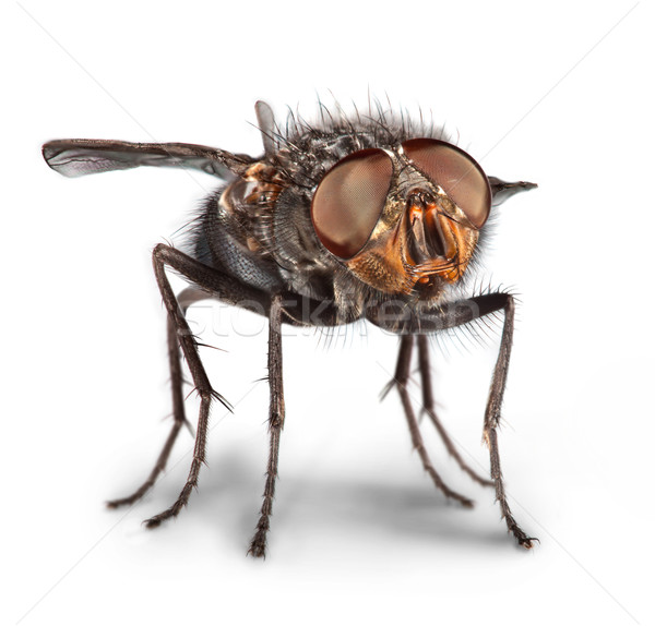 Fly close up Stock photo © cookelma