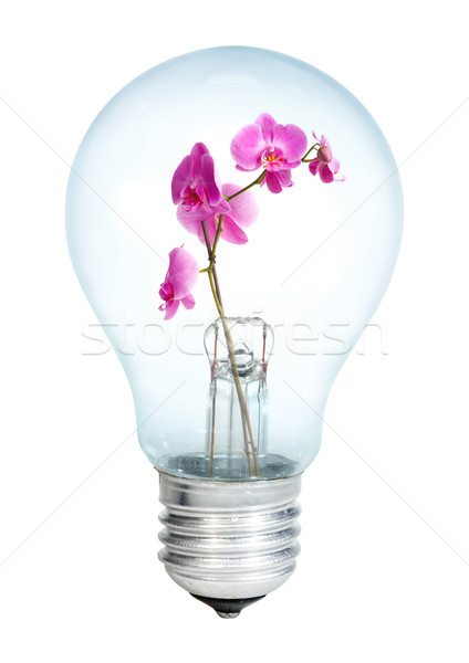Electrobulb with a bunch of orchid Stock photo © cookelma