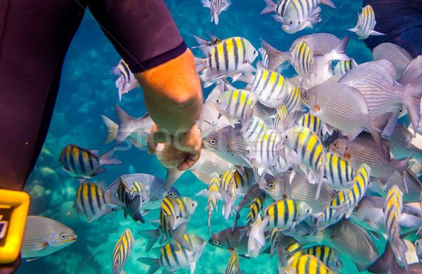 Tropical Coral Reef.Man feeds the tropical fish. Stock photo © cookelma