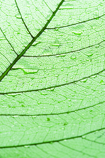 Leaf with drops of water Stock photo © cookelma