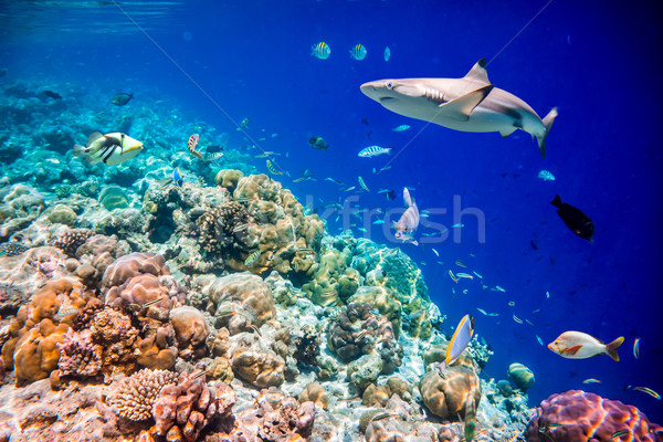 Сток-фото: тропические · коралловый · риф · разнообразие · мягкой · тропические · рыбы · Мальдивы