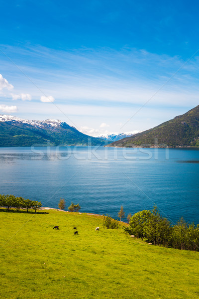 Beautiful Nature Norway. Stock photo © cookelma