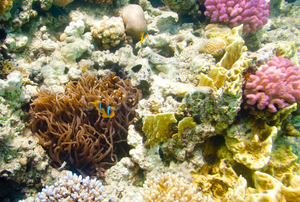 anemonefish - Red sea Stock photo © cookelma