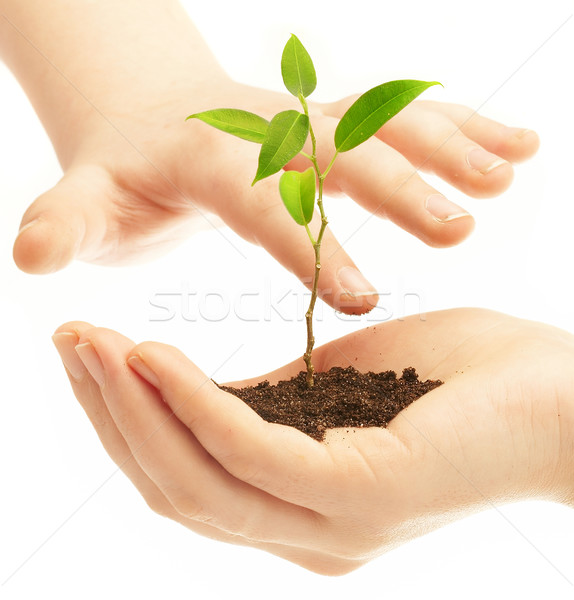 Stock photo: Human hands and young plant