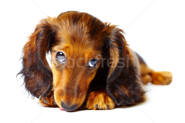Stock foto: Welpen · Dackel · weiß · Hund · Haustiere · isoliert