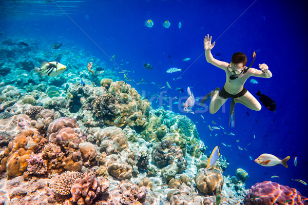 Мальдивы индийской океана коралловый риф дайвинг мозг Сток-фото © cookelma