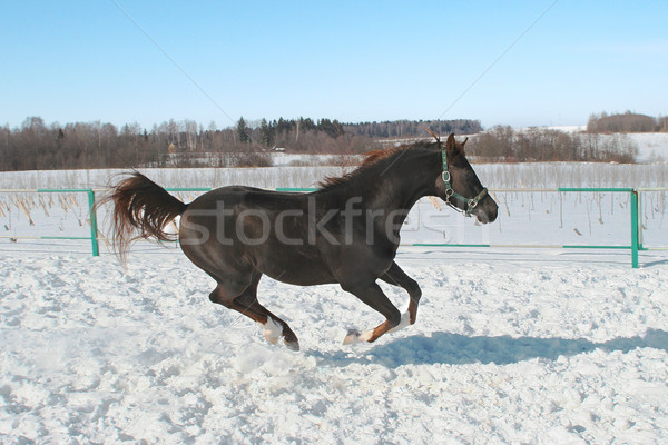 Skipping horse. Stock photo © cookelma