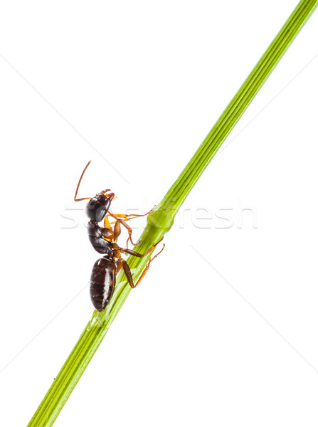 Ant läuft herum grünen Klinge Gras Stock foto © cookelma