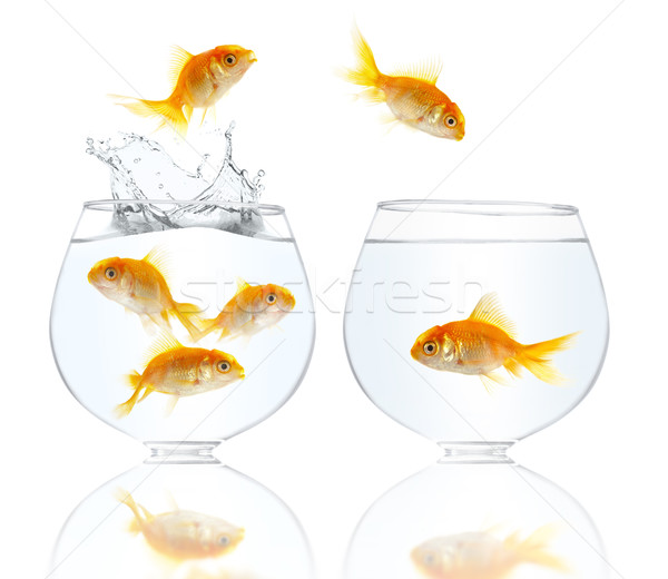 gold small fishes Stock photo © cookelma