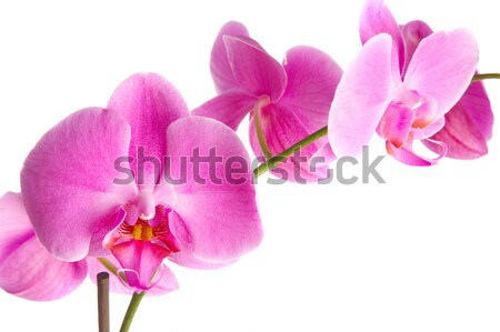 pink orchid Stock photo © cookelma