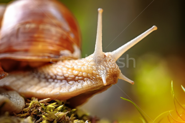 Helix pomatia also Roman snail, Burgundy snail Stock photo © cookelma