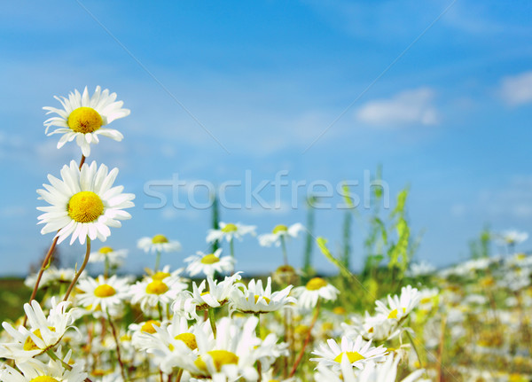 ox-eye daisy Stock photo © cookelma